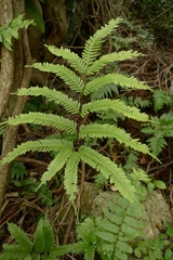 Pteris pacifica