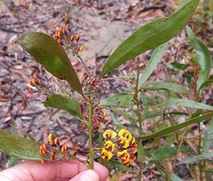 Daviesia corymbosa