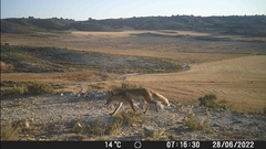Vulpes vulpes silacea