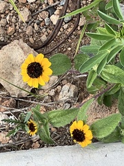 Sanvitalia procumbens