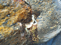 Leptosynapta