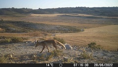 Vulpes vulpes silacea