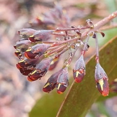 Daviesia corymbosa