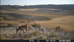 Vulpes vulpes silacea