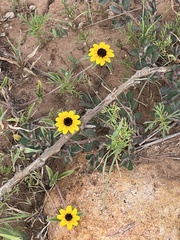 Sanvitalia procumbens