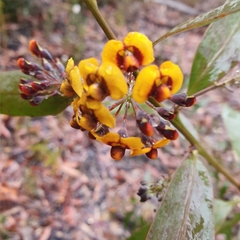 Daviesia corymbosa