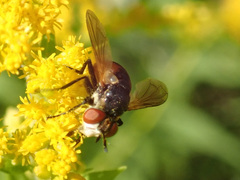 Gymnosoma rotundatum