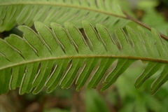 Pteris pacifica