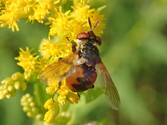 Gymnosoma rotundatum