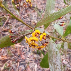 Daviesia corymbosa