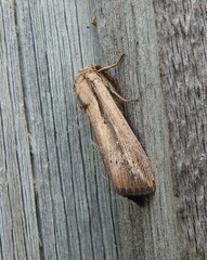 Leucania stenographa