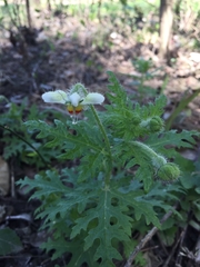 Blumenbachia insignis