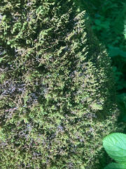 Porella platyphylla