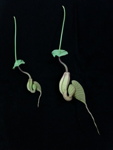 Aristolochia grandiflora