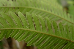 Pteris pacifica