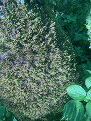 Porella platyphylla