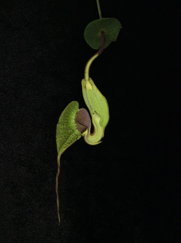 Aristolochia grandiflora