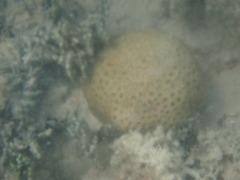 Siderastrea radians