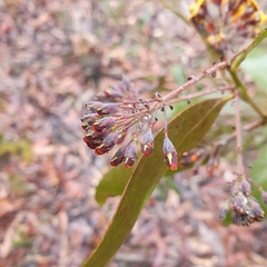 Daviesia corymbosa