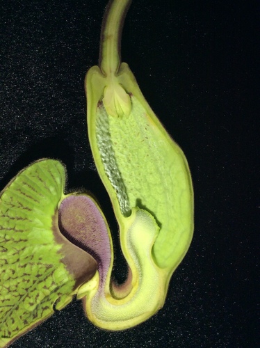 Aristolochia grandiflora