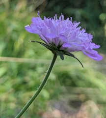 Knautia