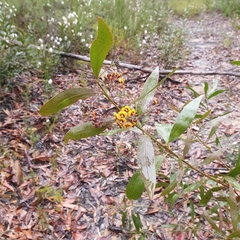 Daviesia corymbosa