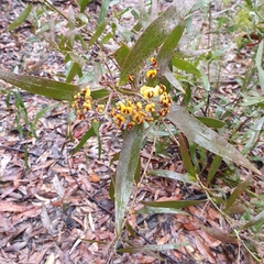 Daviesia corymbosa