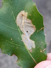 Cameraria agrifoliella