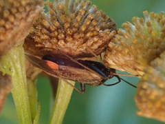 Adelphocoris seticornis