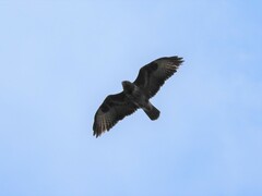 Buteo buteo buteo