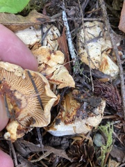Cantharellus subalbidus