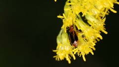 Lebia solea