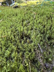 Dicranum fuscescens