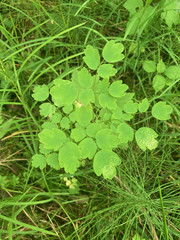 Thalictrum dasycarpum