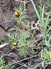 Sanvitalia procumbens