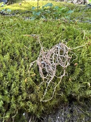 Dicranum fuscescens
