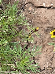 Sanvitalia procumbens