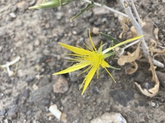 Mentzelia laevicaulis
