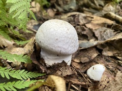 Hypomyces hyalinus