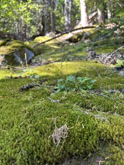 Dicranum fuscescens