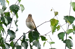 Carpodacus erythrinus