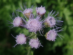 Conoclinium dissectum