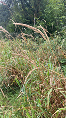 Phalaris arundinacea