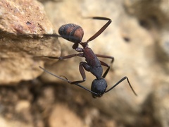 Camponotus cruentatus
