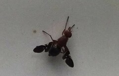 Delphinia picta