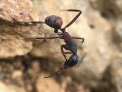 Camponotus cruentatus