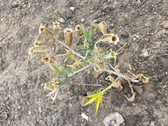 Mentzelia laevicaulis