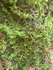 Porella platyphylla