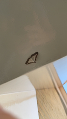 Cydalima perspectalis