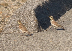 Eremophila alpestris
